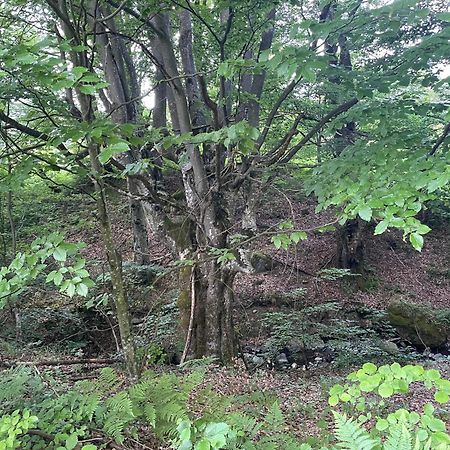 Соколів Камінь Novoselitsa  Εξωτερικό φωτογραφία
