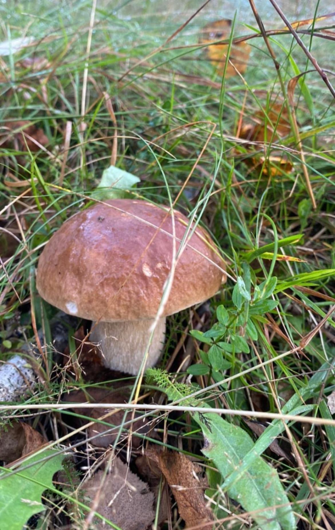 Соколів Камінь Novoselitsa  Εξωτερικό φωτογραφία