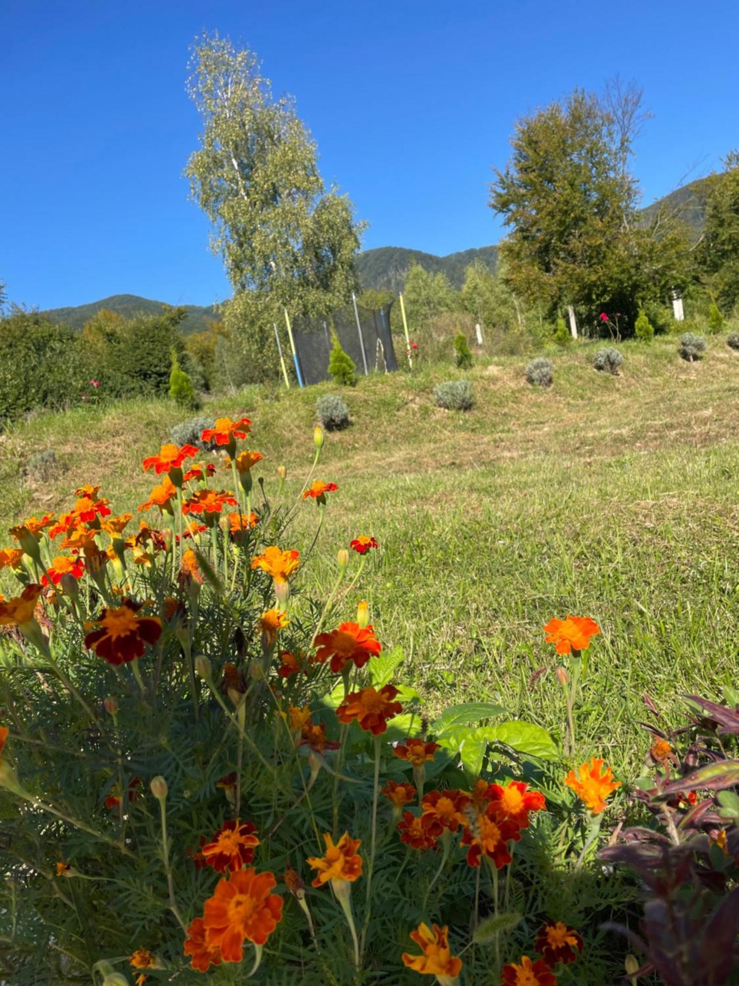 Соколів Камінь Novoselitsa  Εξωτερικό φωτογραφία