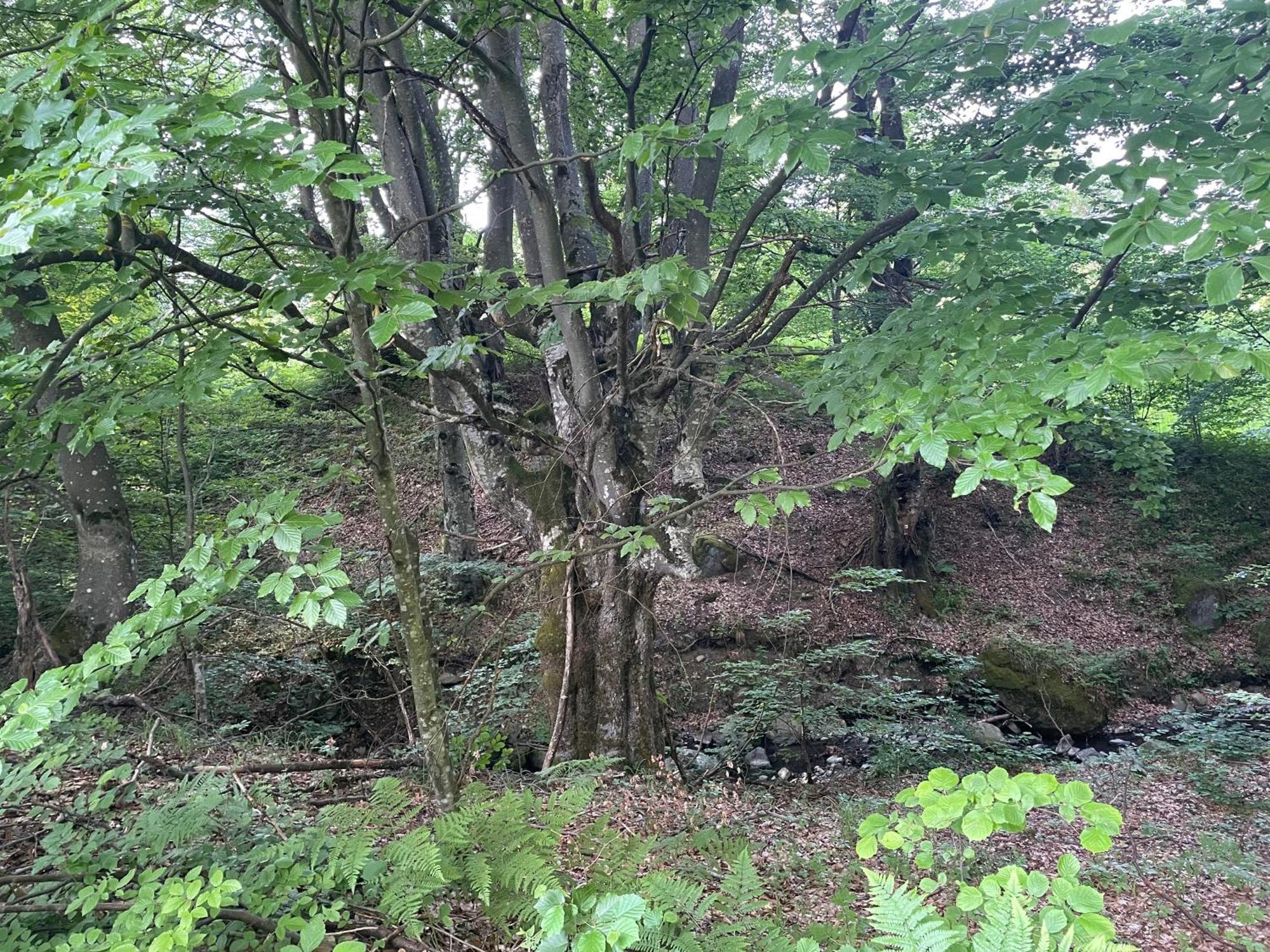 Соколів Камінь Novoselitsa  Εξωτερικό φωτογραφία